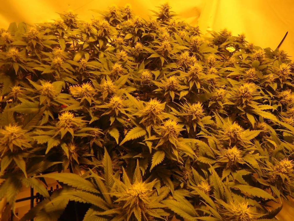 Jack Herer Semillas De Marihuana Feminizadas Rqs Blog